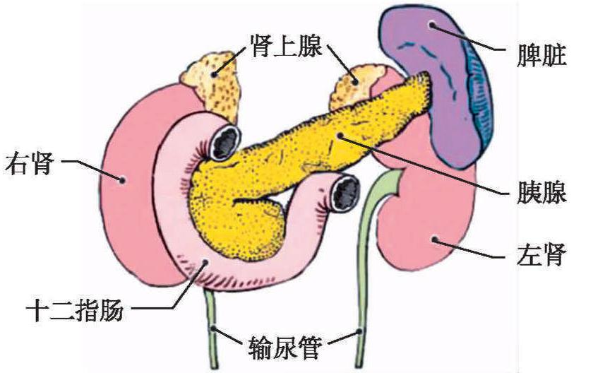 第二節(jié) 腎臟應(yīng)用解剖